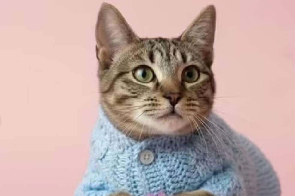 El reporte de la fundación confirma que el felino cuenta con un estado de salud favorable.