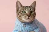 Quiquito, el gato al que niños de un jardín le arrancaban el pelo, busca un hogar seguro