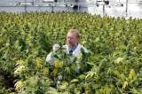 Marihuana, entre el cultivo y la importación