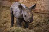 (Fotos) Conozca a Magashi, un rinoceronte negro oriental en peligro de extinción