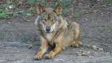 ¿Cuáles son las diferencias entre perros y lobos?