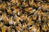El significado de las abejas en casa: lo que debes hacer cuando te las encuentres