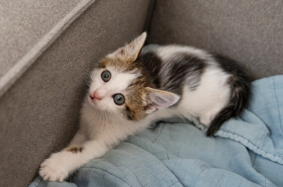 ¿Por qué los gatos muerden los tobillos?