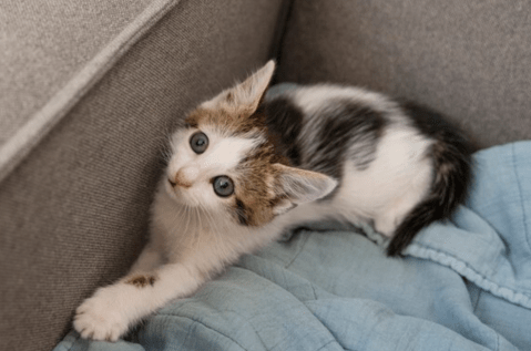¿Por qué un gato muerde los tobillos de su dueño? Esta es la explicación