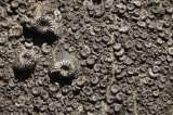 La quema de carbón pudo haber causado la más grande extinción masiva