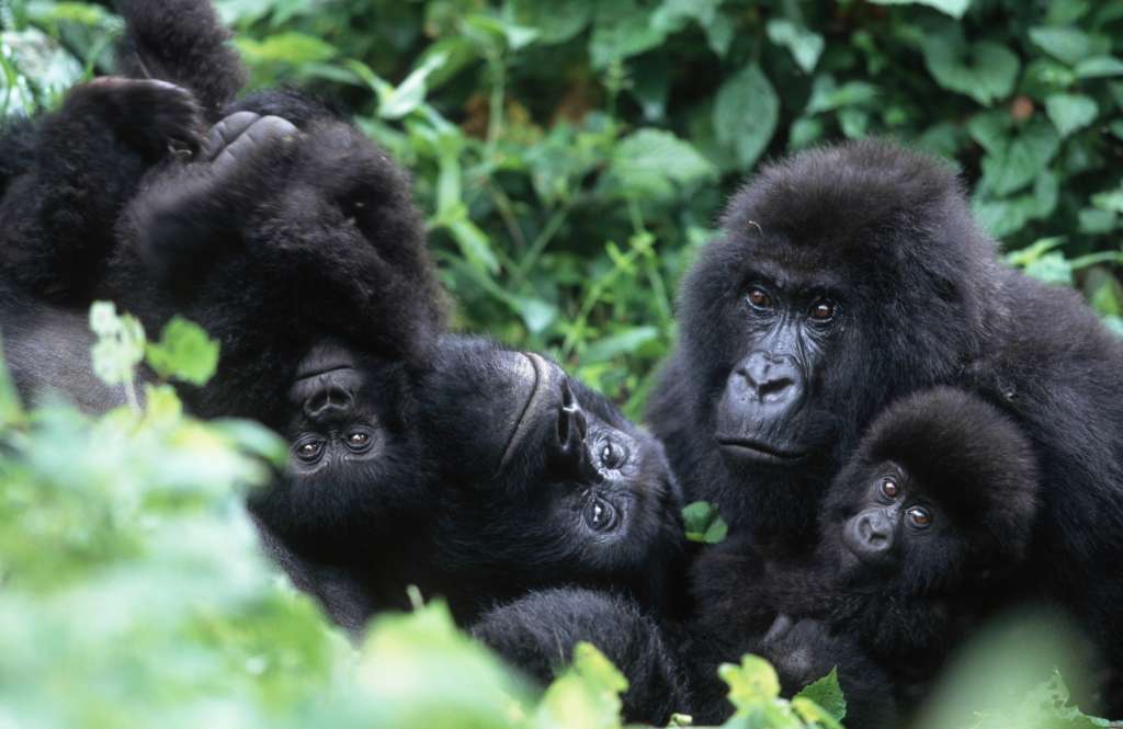 El principal atractivo de Ruanda es su naturaleza y la increíble experiencia de aproximarse a sus mundialmente conocidos gorilas.