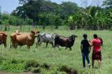 ¿Cómo cambiará la restitución de tierras para el campesinado?