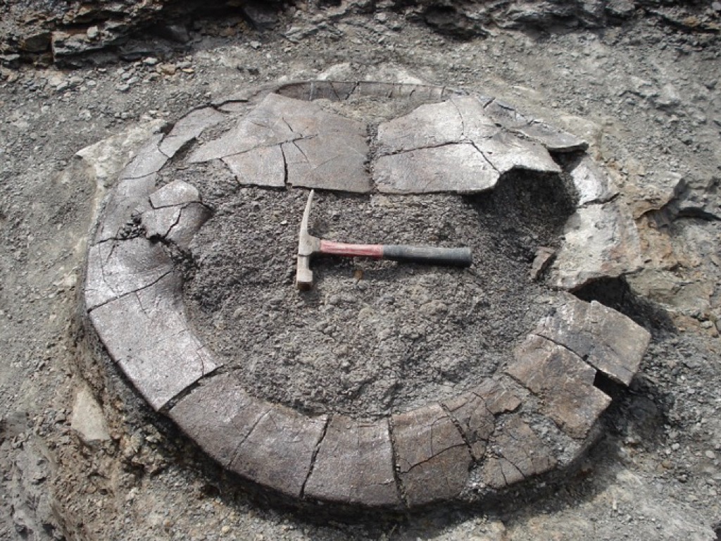 En La Guajira, en la zona de operaciones de Cerrejón, se han encontrado fósiles de tortugas gigantes.