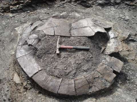 ¿Le gustaría tocar el fósil de un dinosaurio? Ahora puede hacerlo en Bogotá