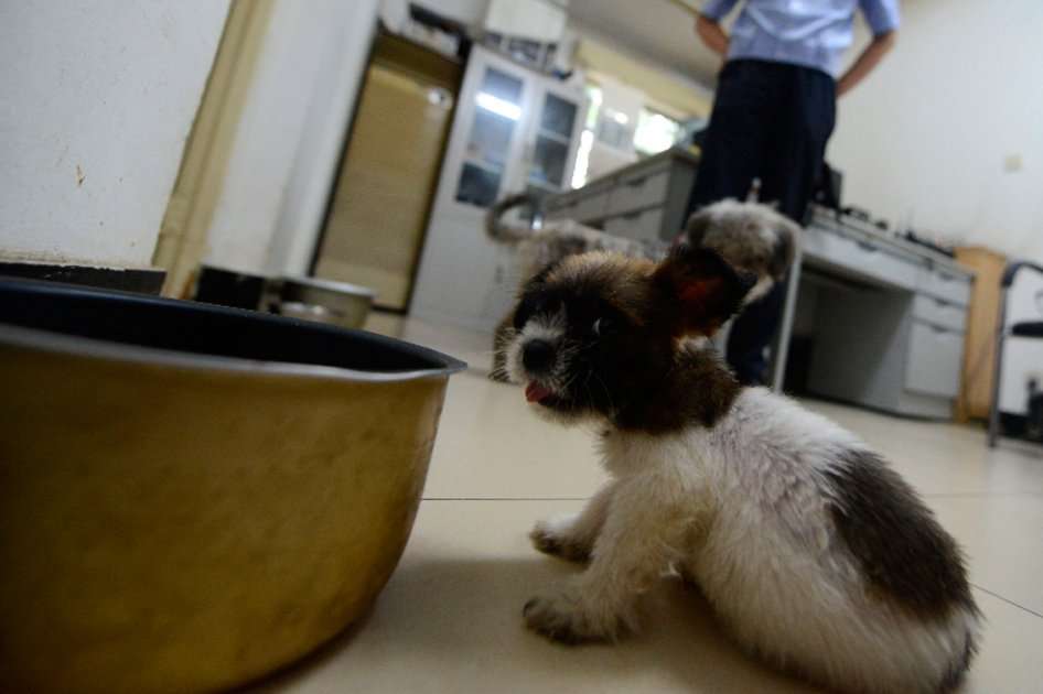 Según los productores, "los perros, como los hombres, si ven todo el rato lo mismo se aburren".