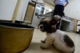 Canal de televisión para perros, último grito en ocio canino