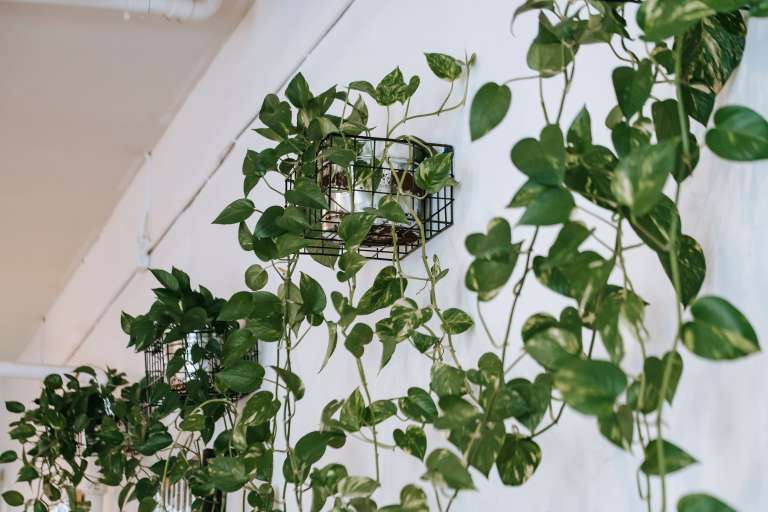 Philodendron hederaceum: Destaca por sus atractivas hojas en forma de corazón y su elegante apariencia, lo que lo convierte en una opción muy apreciada para la decoración de interiores. Tiene un crecimiento controlado y fácil de manejar, ideal para espacios reducidos, materas colgantes o muros verdes, donde aporta un toque natural y sofisticado sin requerir cuidados excesivos.