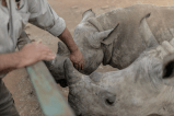 Los cuernos de los rinocerontes se estarían encogiendo y la caza sería la razón