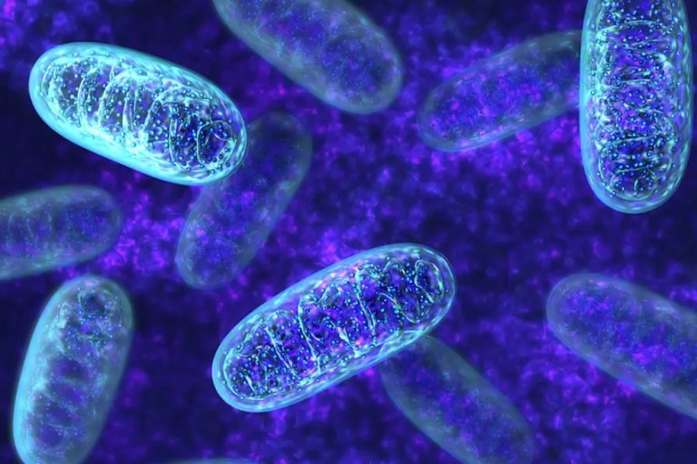 El fageoma: un reino oculto en nuestro intestino