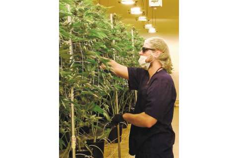 Legalización de la marihuana: un nuevo “round”