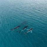 Nuevo récord de la migración más larga de una ballena jorobada: más de 15.000 kilómetros