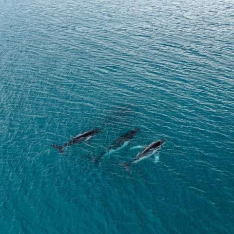 Nuevo récord de la migración más larga de una ballena jorobada: más de 15.000 kilómetros