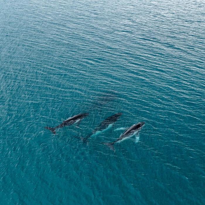 Nuevo récord de la migración más larga de una ballena jorobada: más de 15.000 kilómetros