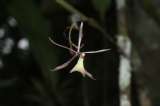 Descubren una nueva especie de Orquídea en el Valle