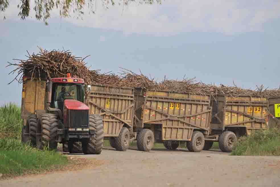 De acuerdo con la Sociedad de Agricultores de Colombia, la producción agropecuaria —de $16,9 billones anuales— estaría en peligro con la puesta en marcha de la Alianza del Pacífico. / Archivo - El Espectador
