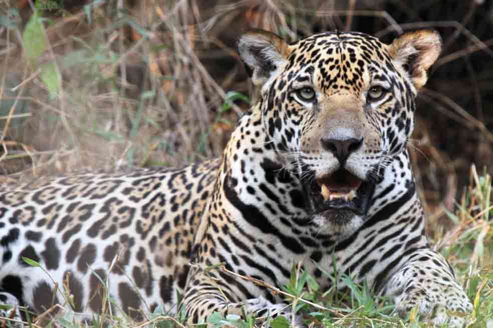 En Colombia, el tigre mariposo (‘Panthera onca’) habita principalmente en las selvas húmedas. Estos felinos pueden recorrer hasta 60 kilómetros en un día. / Foto: Rafael Hoogesteijn- Panthera