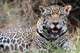 Los grandes felinos dejan mensajes a los miembros de su especie