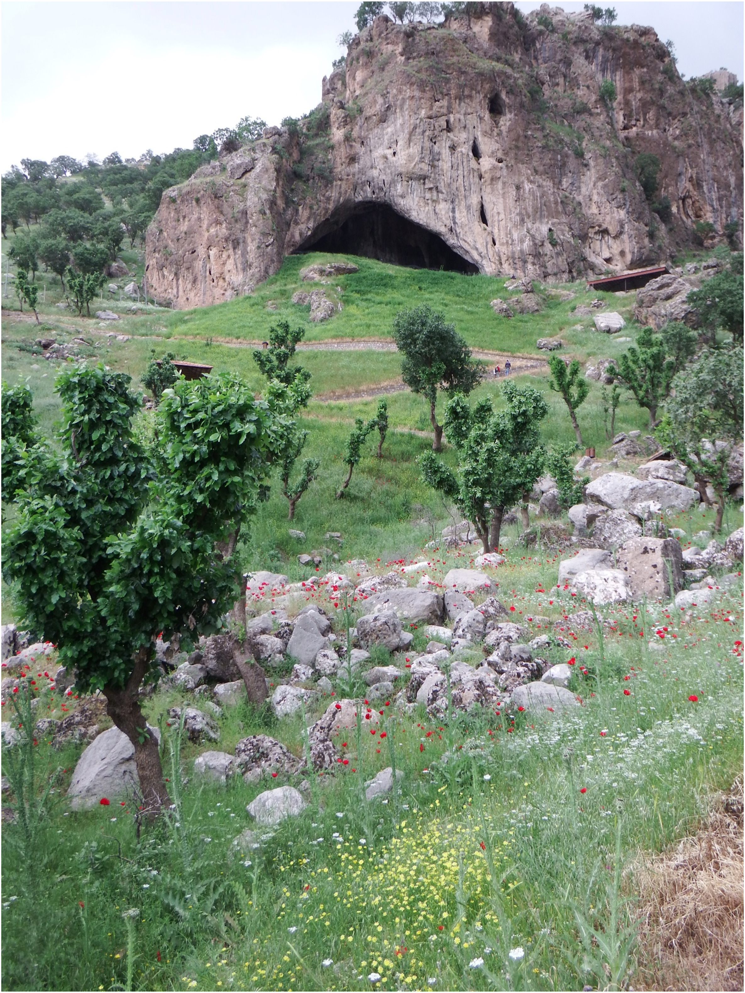 Flores silvestres en la cueva Shanidar, fotografiadas el 5 de mayo de 2023. Fotografía de CO Hunt.