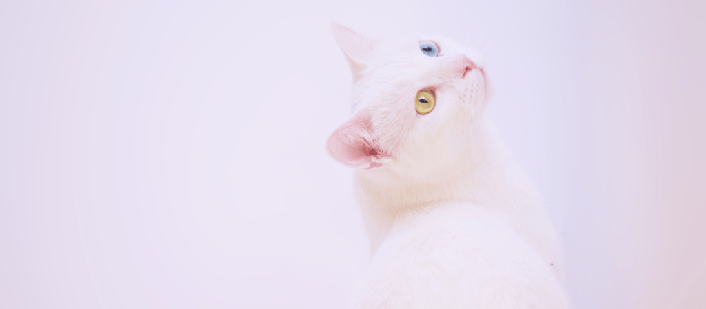 10 nombres para gatos blancos y sus significados