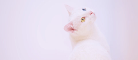 Gatos blancos: curiosidades, características y datos de estos felinos