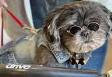 Chewy, el perro rescatado que “sana corazones” en un hogar para adultos mayores