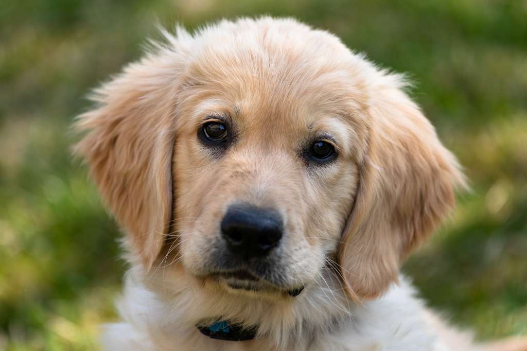 El Golden Retriever es leal, inteligente y cariñoso.