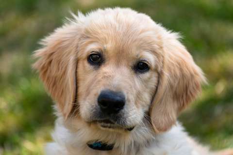 Isis, la Golden Retriever, que acompañará a su amo al trabajo por orden judicial