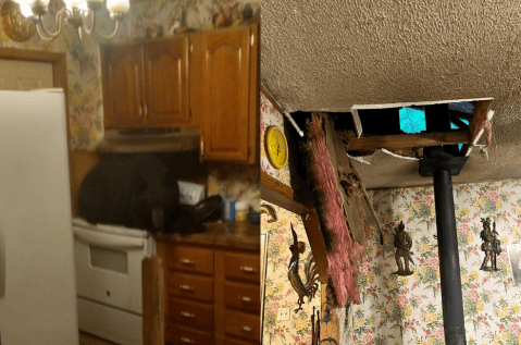 Un oso cayó del techo y apareció acostado en la cocina de una familia