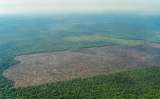 Proyecto de ley declararía la deforestación como un delito que dé hasta doce años de cárcel