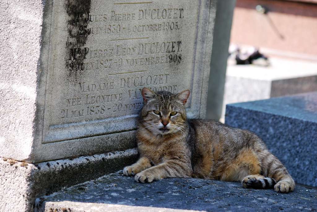 Málaga tendrá el primer cementerio público de animales de compañía en España.