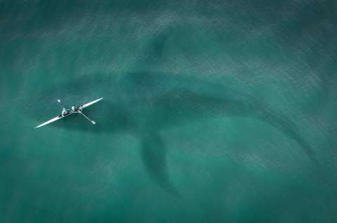 Muerte de ballena desata polémica en Islandia y piden test de ADN