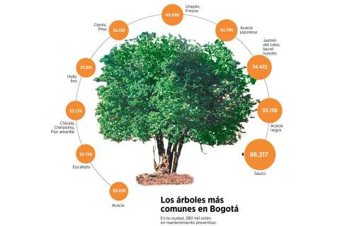Sin empresa que cuide los árboles