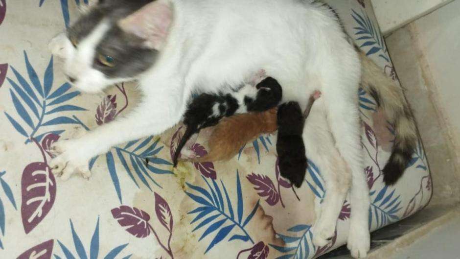 El hecho ocurrió en una casa en el barrio Los Robles tras el parto de la gata de la familia.