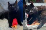 Su familia no lo quería e iba a ser sometido a la eutanasia: ahora busca un hogar