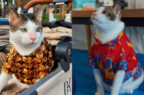 Bobby, el famoso gato con escoltas privados: su dueño es presidente de Indonesia