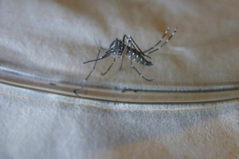 Se necesitan 122 millones de dólares para la lucha contra el Zika