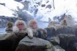 Los “monos de nieve” japoneses alivian su estrés con aguas termales