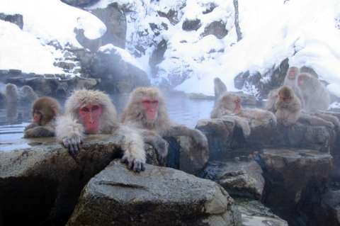 Los “monos de nieve” japoneses alivian su estrés con aguas termales