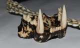 Imprimen dientes de tigre en 3D para proteger fauna silvestre. ¿De qué se trata?