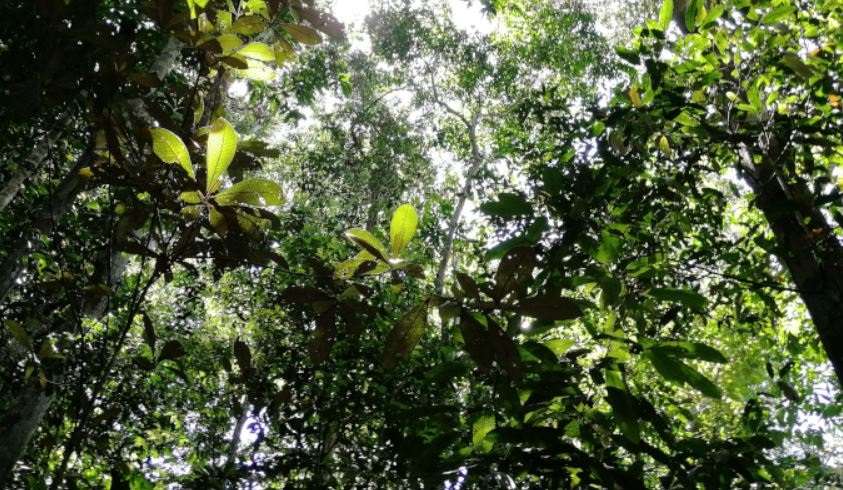 Amazonas