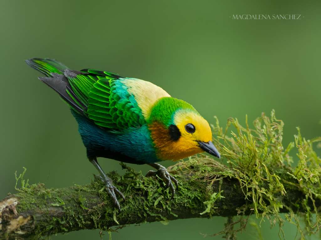 La tangara multicolor (Chlorochrysa nitidissima) es una especie endémica de Colombia