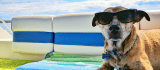 4 consejos para viajar con tu mascota en Semana Santa