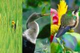 Oiga, mire aves (o cómo en Cali mirar pájaros ya no es para unos pocos)