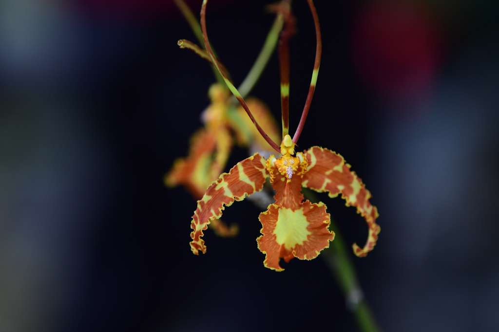 Exposición de orquídeas y otros aspectos