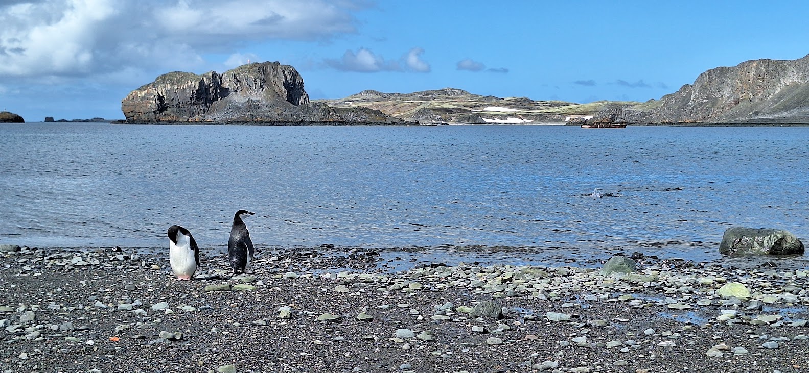 Pingüinos barbijos se pasean por una playa pedregosa en la Antártida. Foto: Lucas Ivorra Peñafort